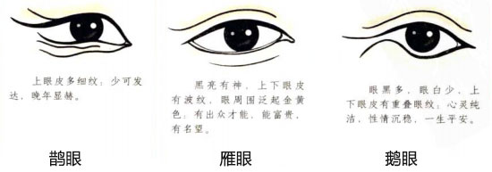 麻衣神相白话详解相目之鹊眼雁眼鹅眼与命运