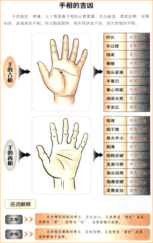 麻衣神相白话详解之论手：手相的贵贱与龙虎骨